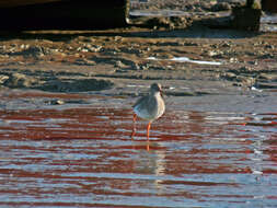 Image of Common Redshank