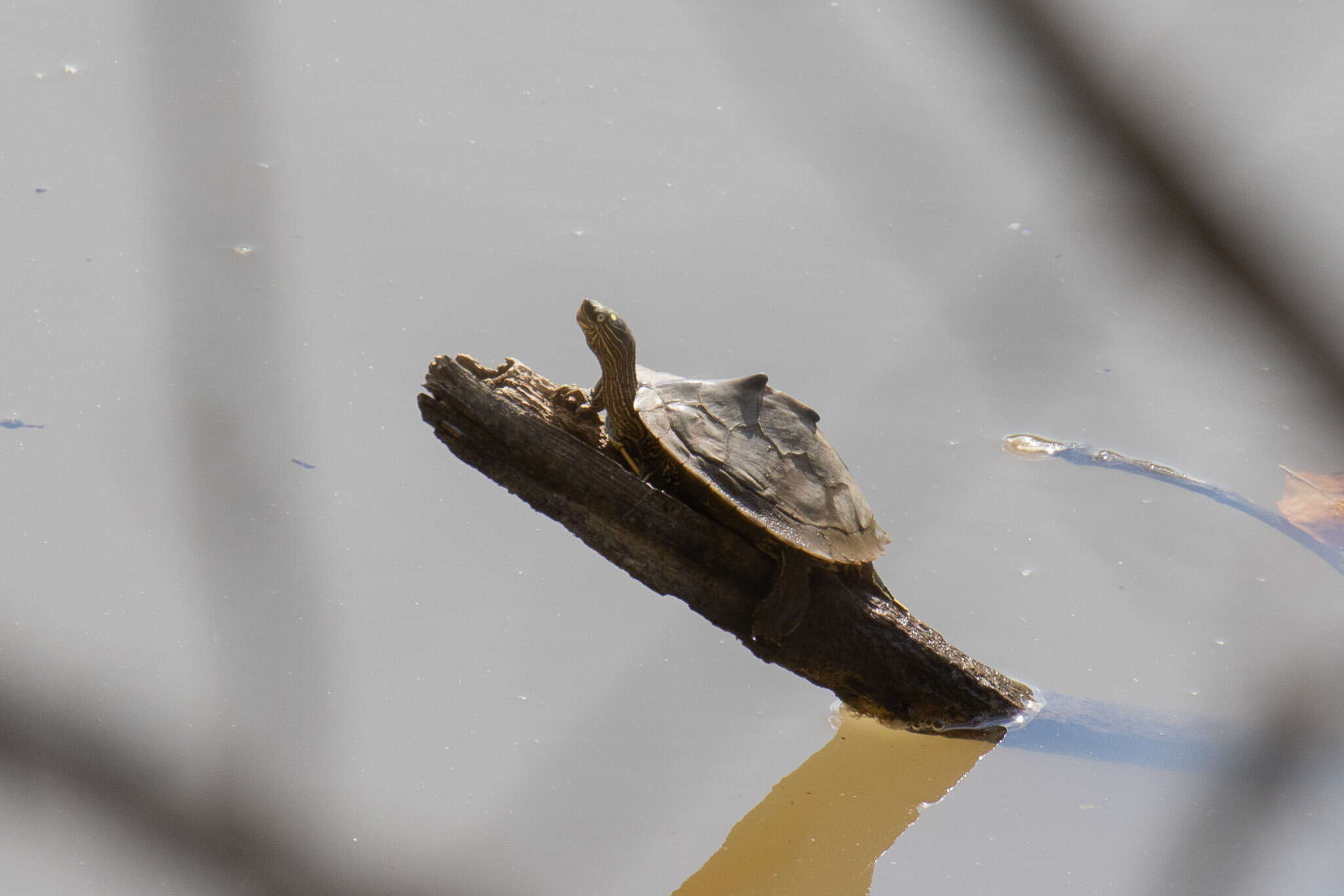 Image of Sabine map turtle