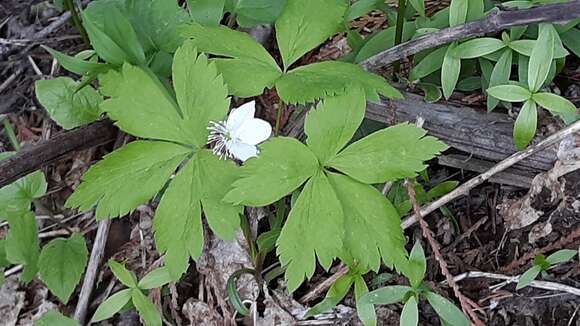 Image of Piper's Windflower