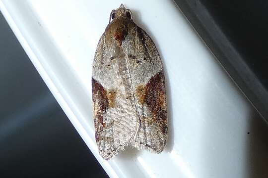 Image of broad-barred button moth