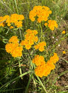 Image of San Pedro Matchweed