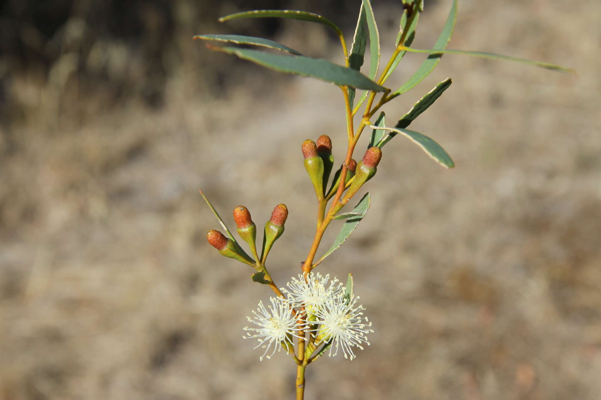Image of Eucalyptus alipes (L. A. S. Johnson & K. D. Hill) D. Nicolle & Brooker