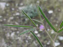 Image of Indigofera charlieriana var. scaberrima (Schinz) J. B. Gillett