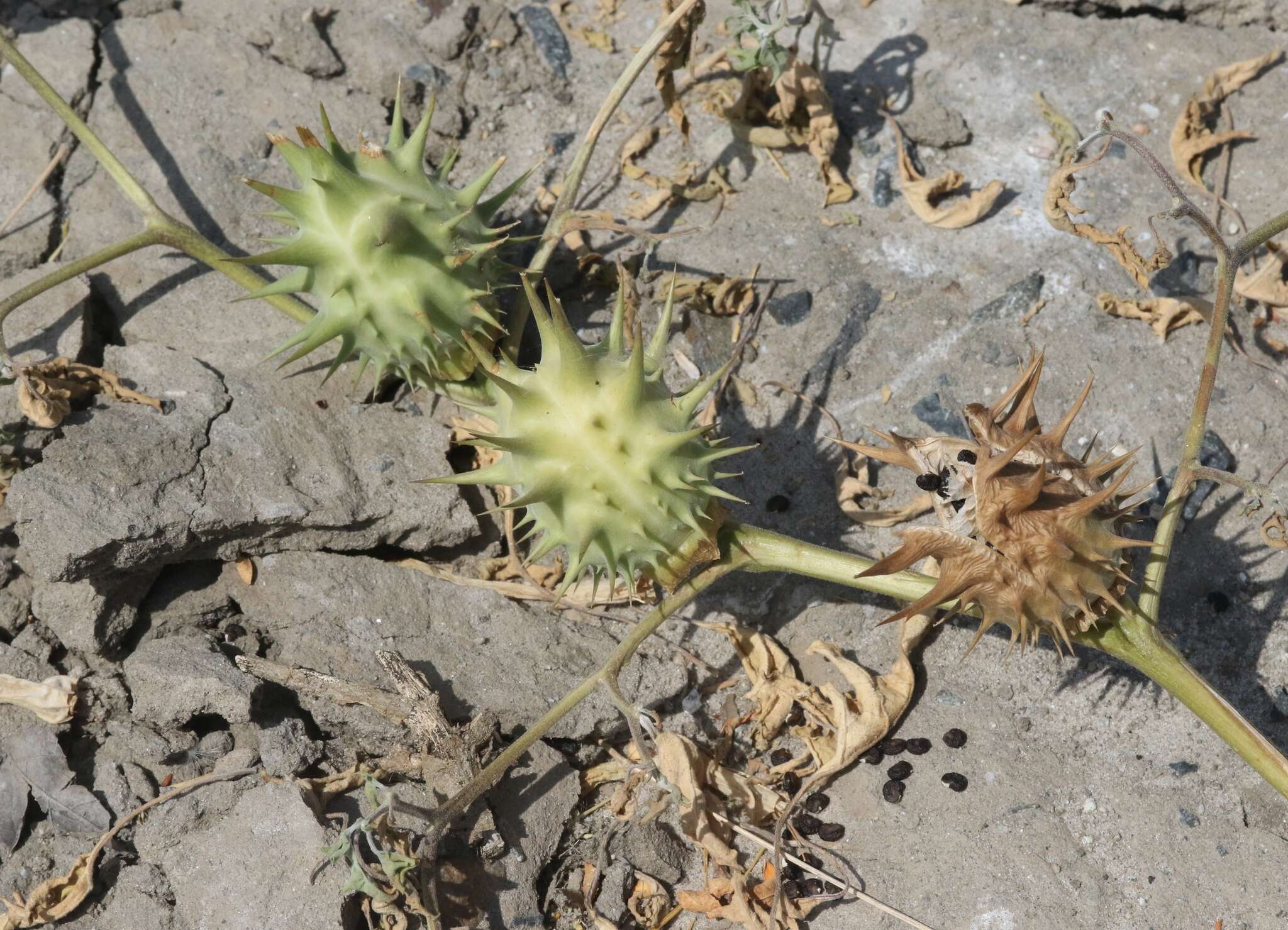 Image of Chinese thorn-apple