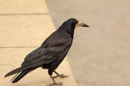 Imagem de Corvus frugilegus Linnaeus 1758