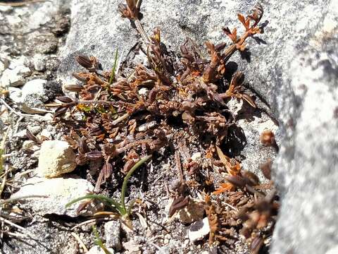 Image of Chaerophyllum novae-zelandiae K. F. Chung