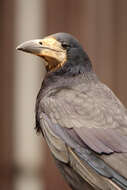 Imagem de Corvus frugilegus Linnaeus 1758