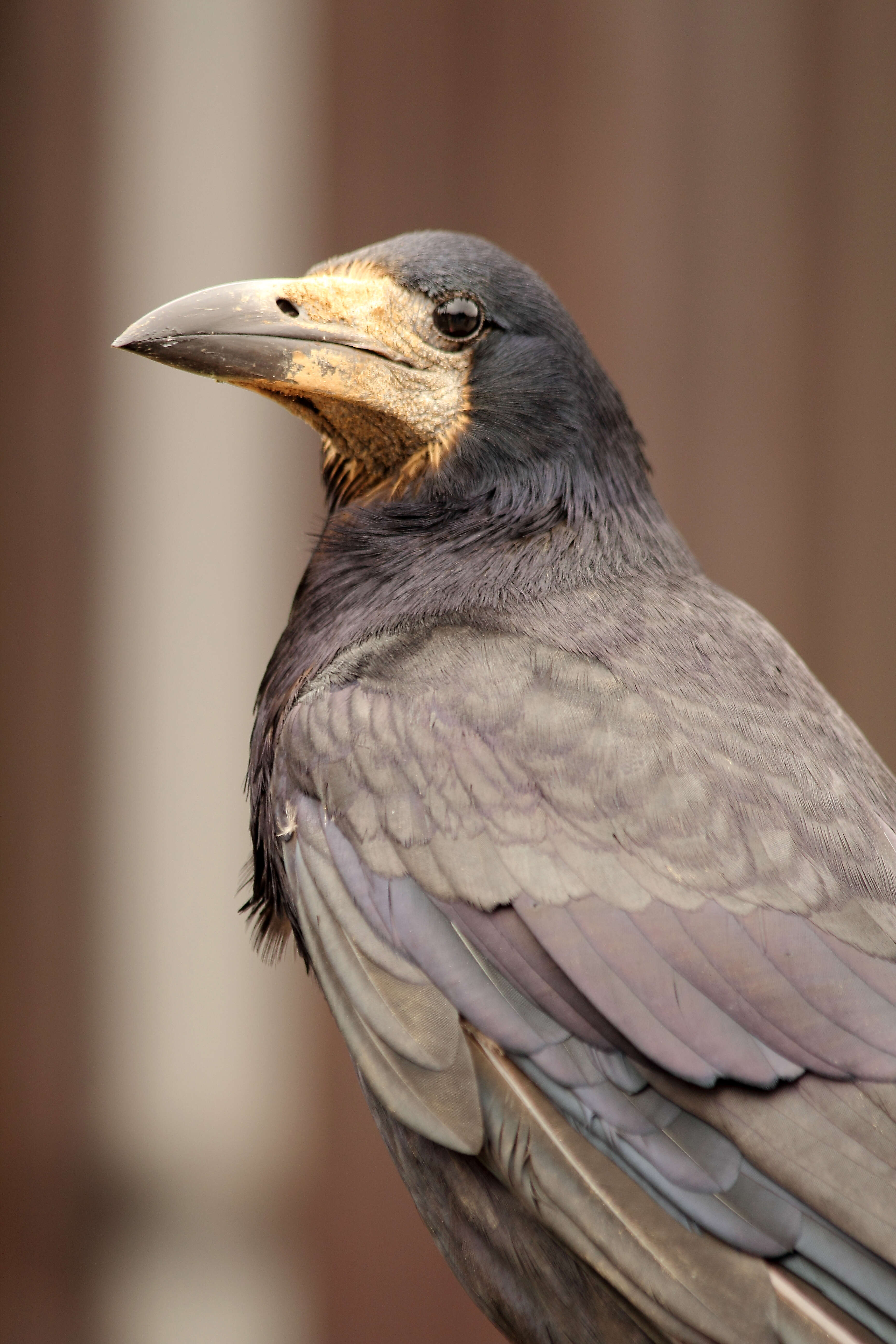 Imagem de Corvus frugilegus Linnaeus 1758