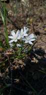 Image of Ornithogalum orthophyllum subsp. kochii (Parl.) Zahar.