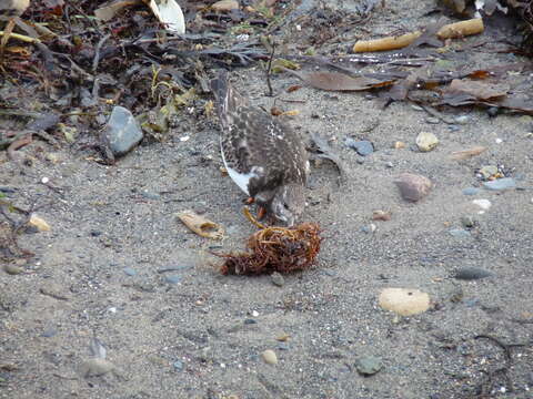 Image of Ruddy Turnstone