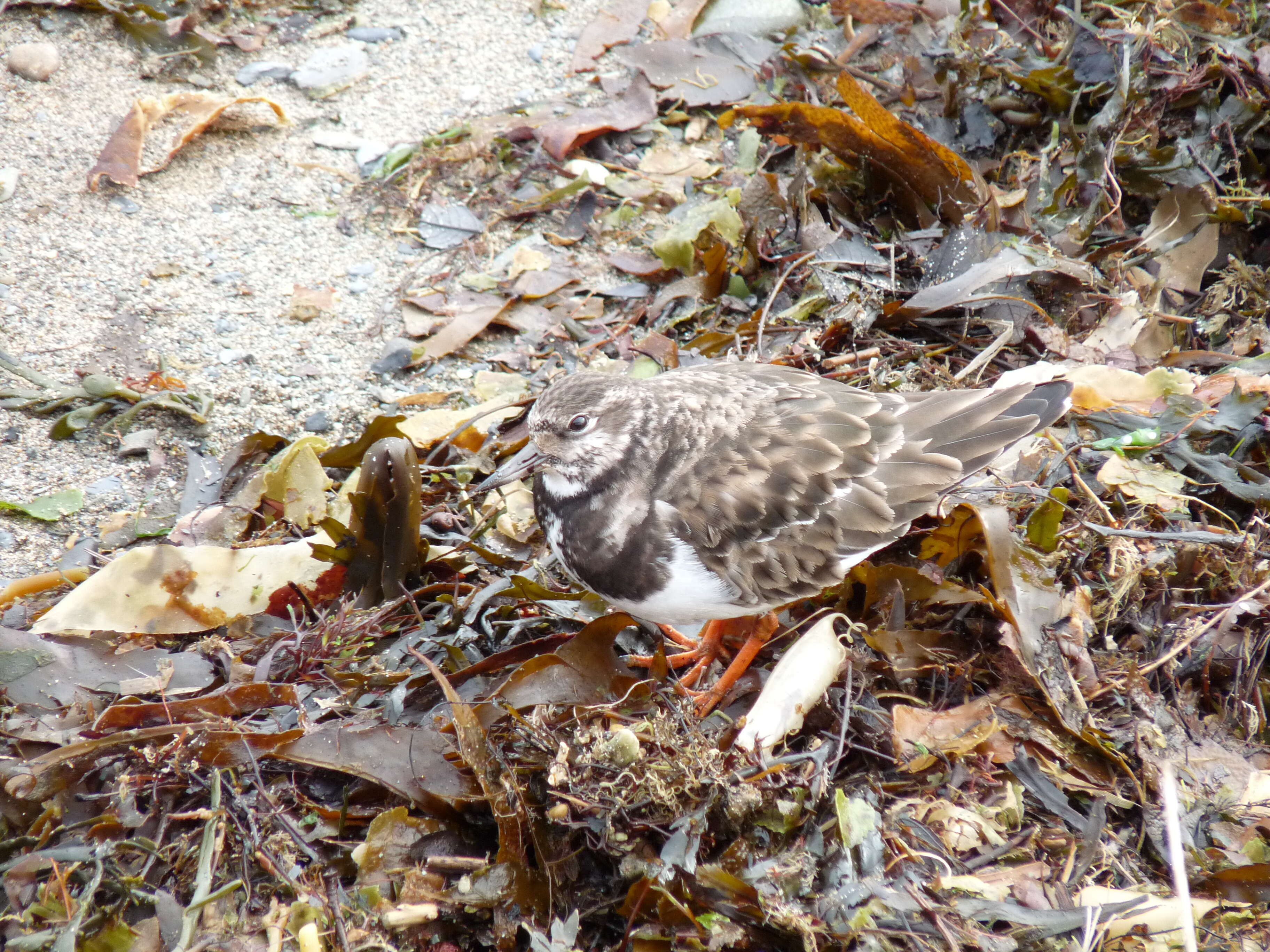 Image of Ruddy Turnstone