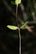 Image of Gonocarpus aggregatus (Buchanan) Orchard