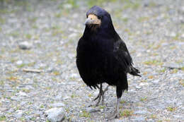 Imagem de Corvus frugilegus Linnaeus 1758