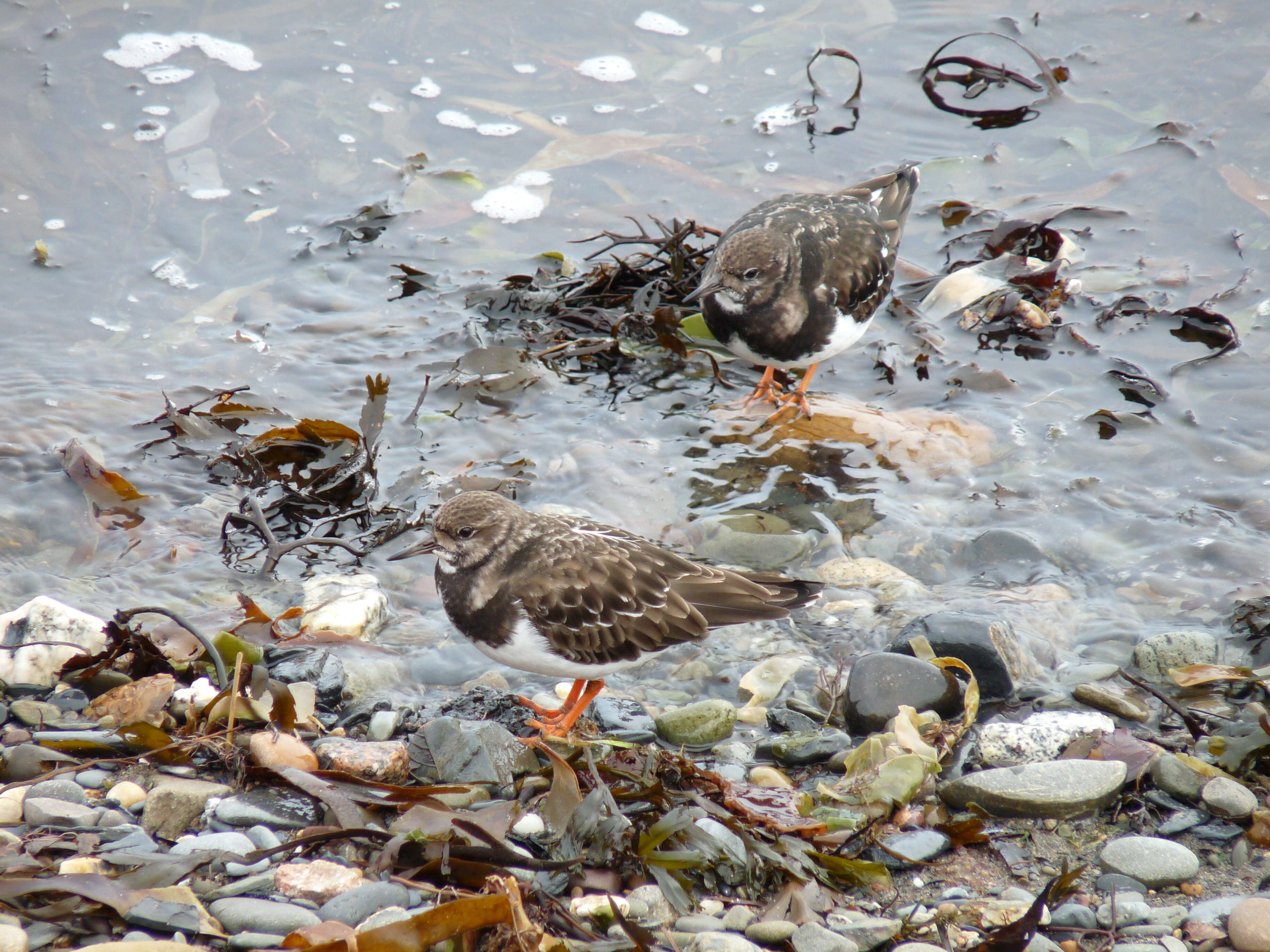 Image of Ruddy Turnstone