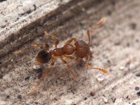 Image of Pheidole parva Mayr 1865