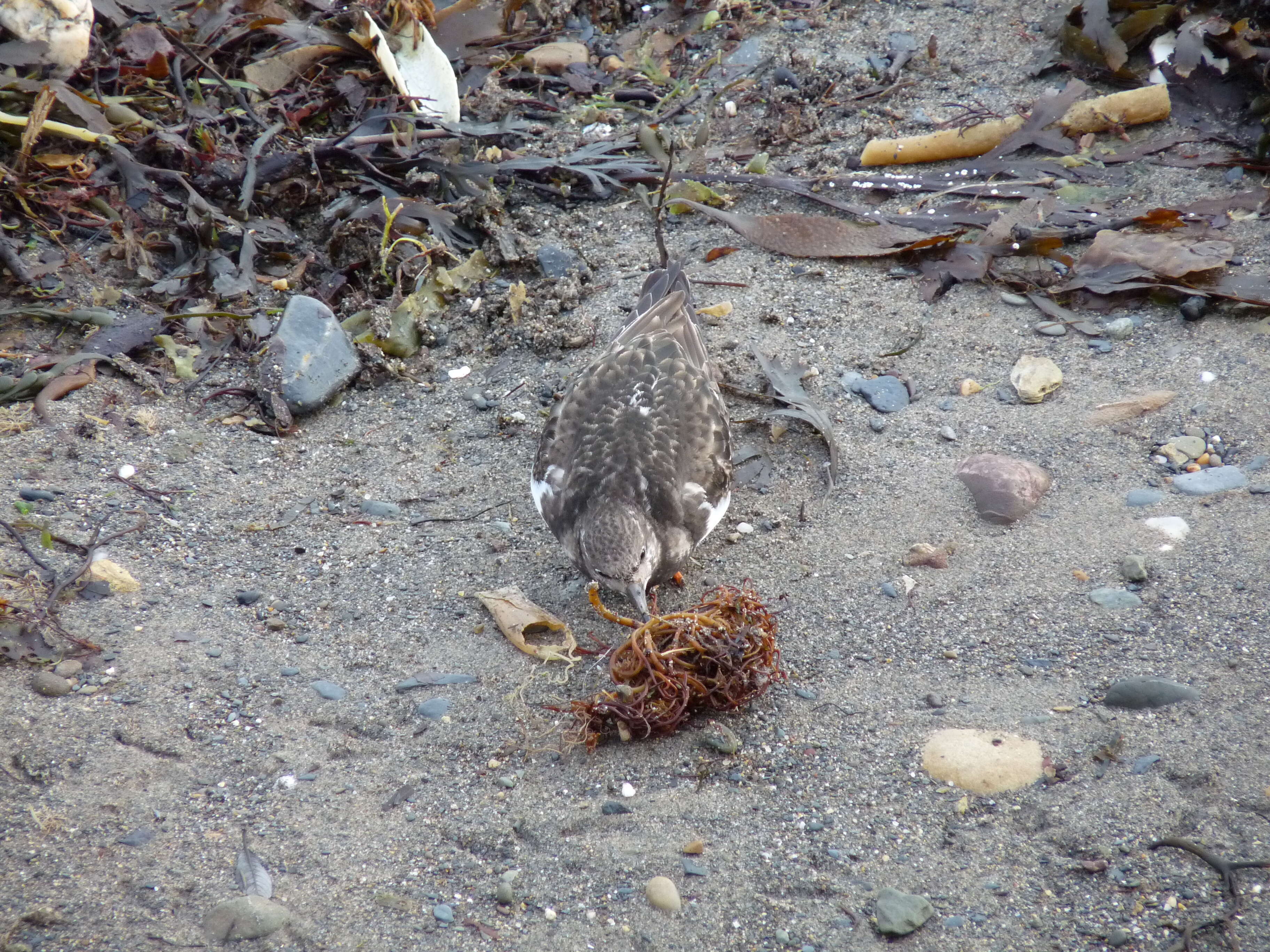 Image of Ruddy Turnstone