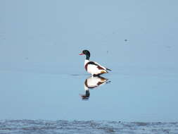 Image of shelduck, common shelduck