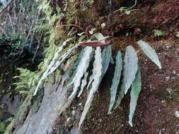 Слика од <i>Elaphoglossum fonki</i>