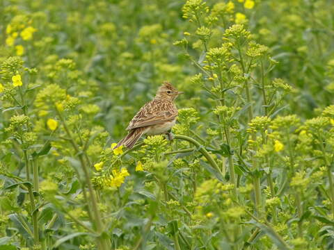 Image of Skylark