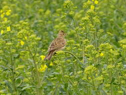 Image of Skylark