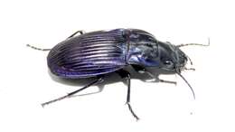 صورة Dicaelus (Dicaelus) purpuratus Bonelli 1813