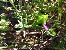 Imagem de Psoralea imbricata (L. fil.) T. M. Salter