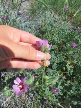 Image of Keck's checkerbloom