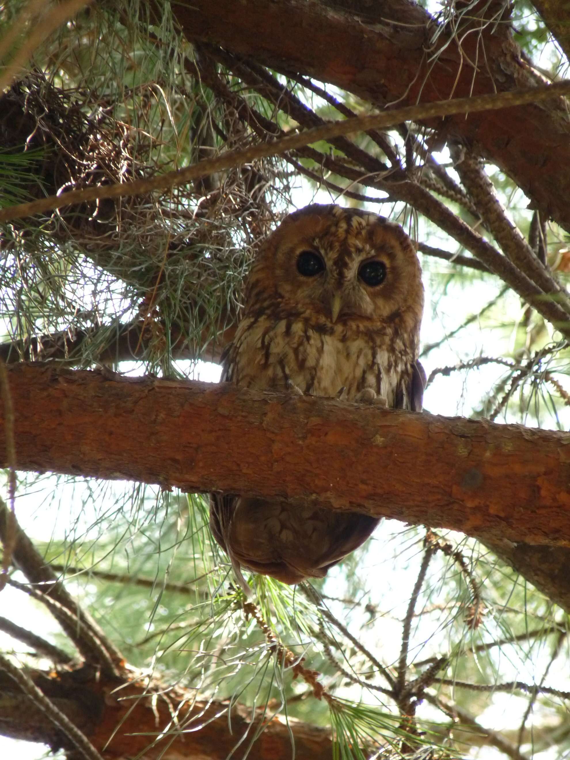 Image of Tawny Owl