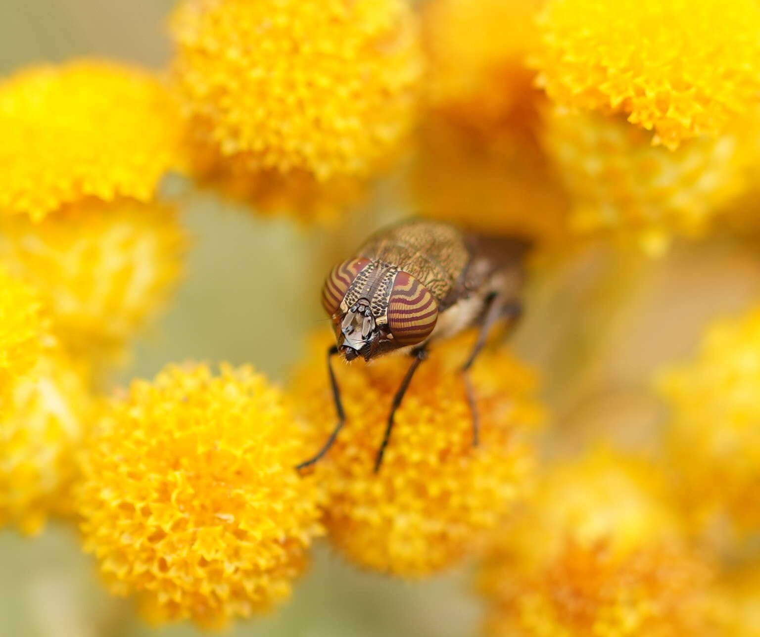 Stomorhina subapicalis (Macquart 1847)的圖片