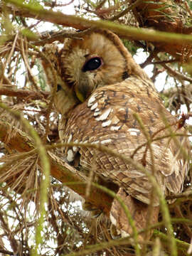 Image of Tawny Owl