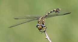 صورة Ictinogomphus ferox (Rambur 1842)