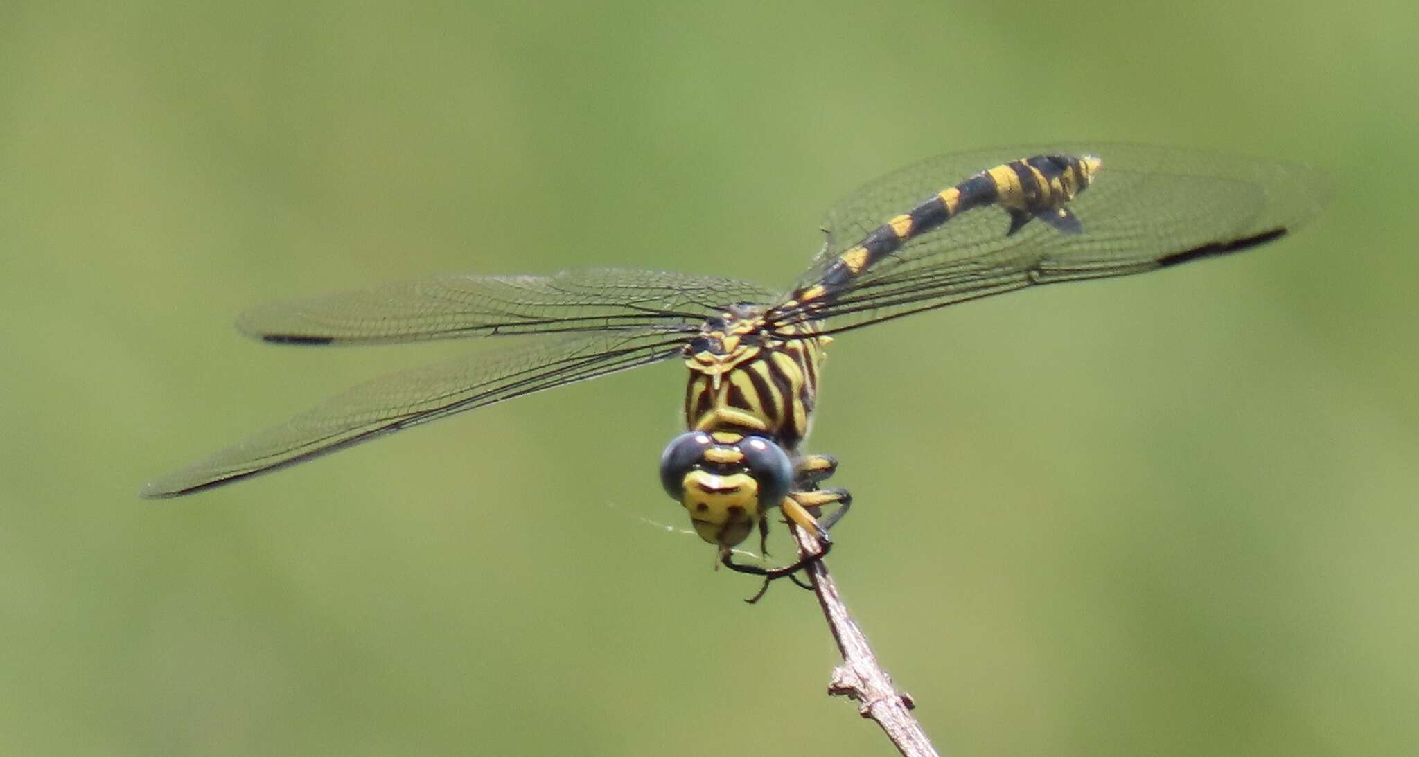 صورة Ictinogomphus ferox (Rambur 1842)