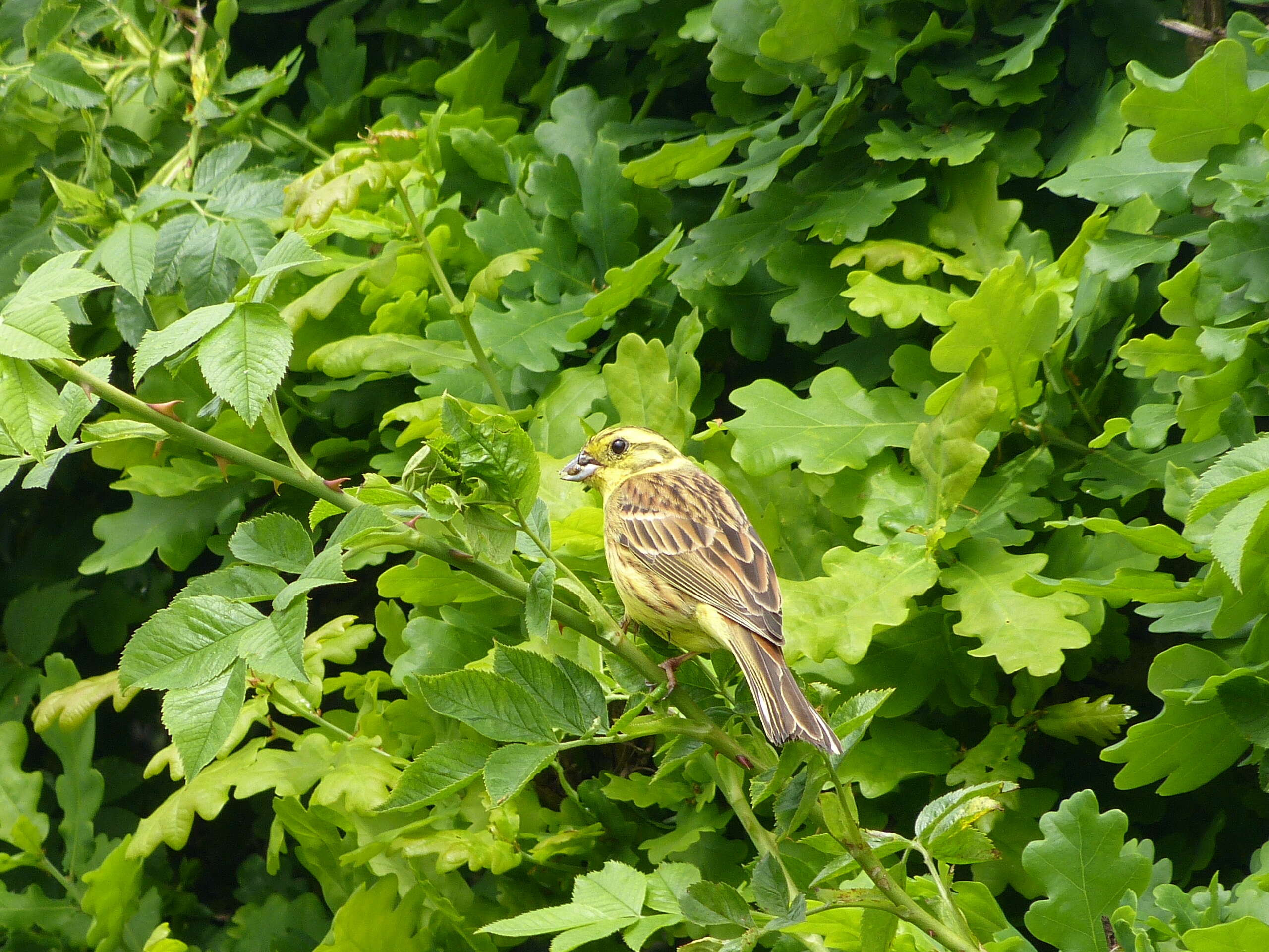 Image of Yellowhammer