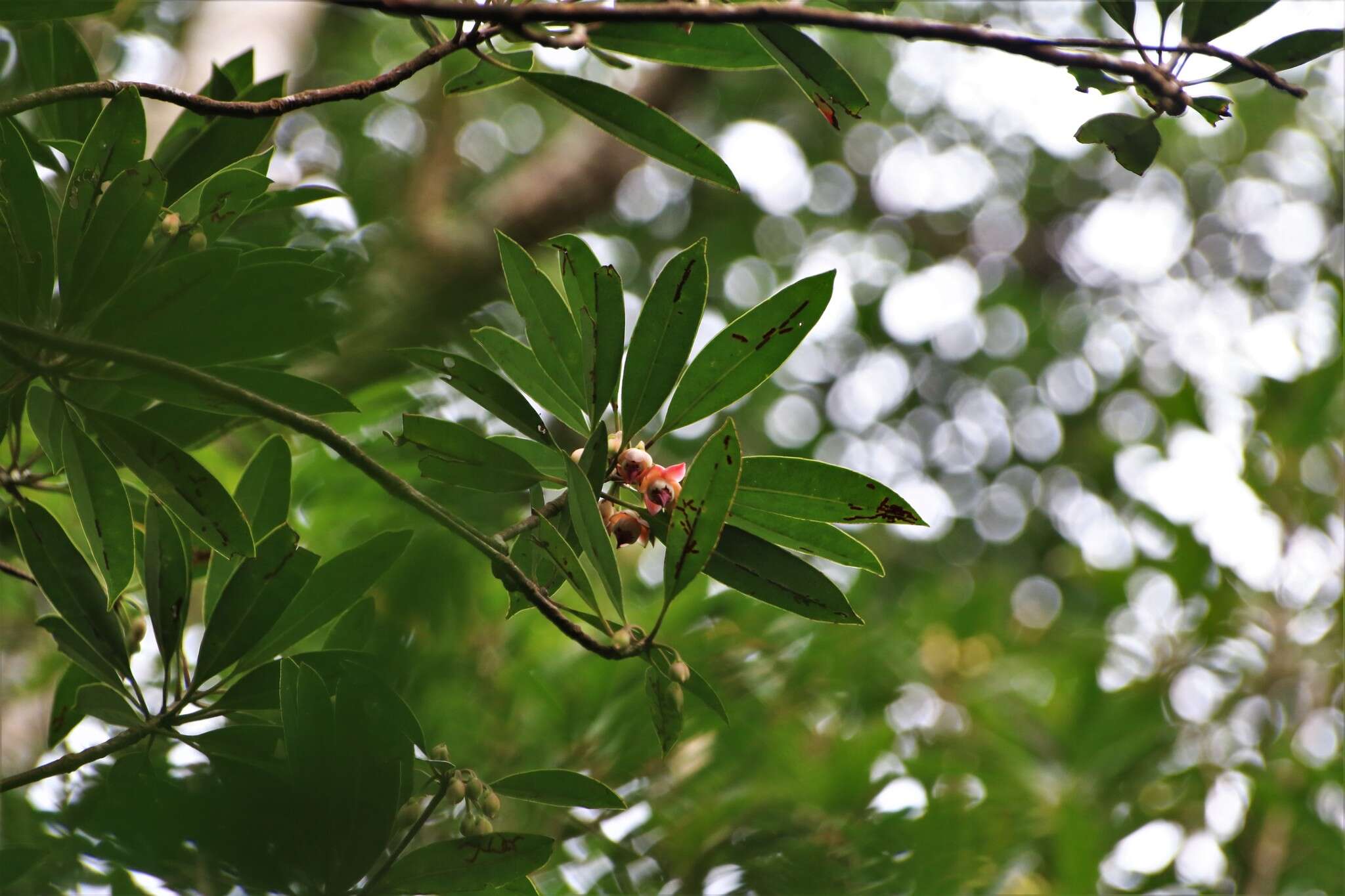 Image of Anneslea fragrans var. lanceolata Hayata