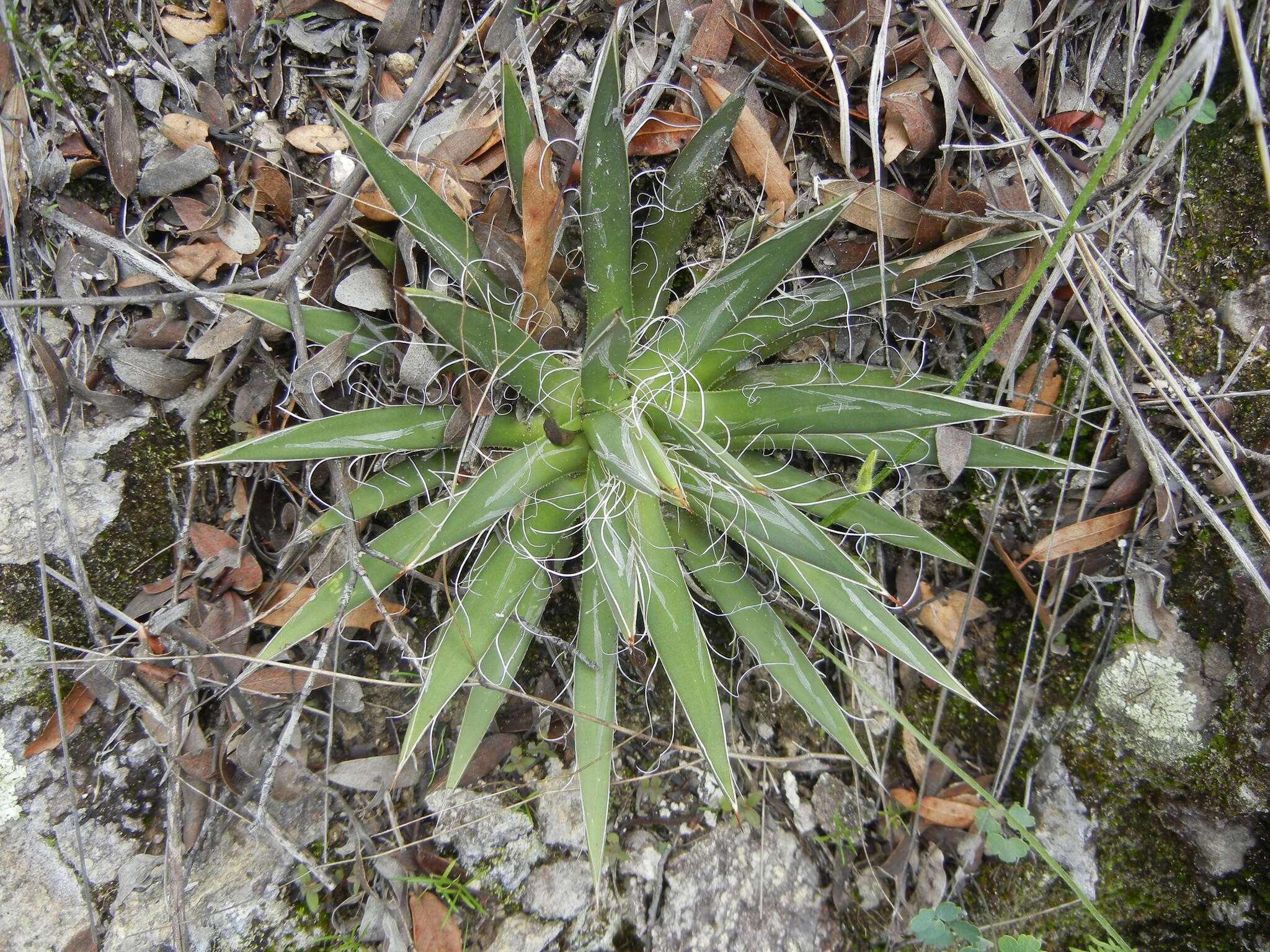 Image of Tuberose-flowered Hardy Century Plant