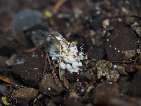 Image of Beauveria pseudobassiana S. A. Rehner & Humber 2011