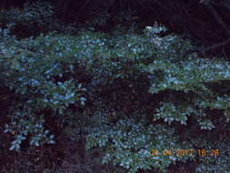 Image of Nothofagus cliffortioides (Hook. fil.) Oerst.