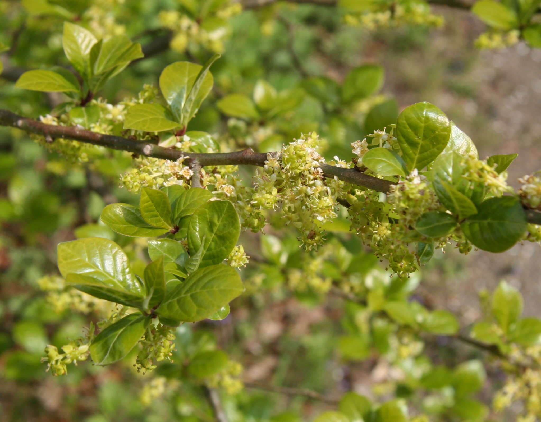 Sivun Orixa japonica Thunb. kuva