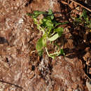 Image of Dog-cabbage