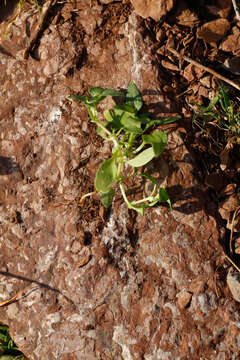 Image of Theligonum cynocrambe L.