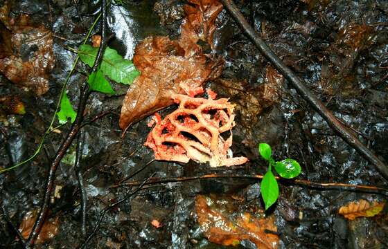 Image of Clathrus ruber P. Micheli ex Pers. 1801