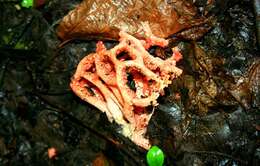 Image of Clathrus ruber P. Micheli ex Pers. 1801