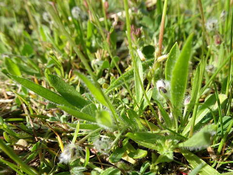 Image of Hare's-foot Plantain