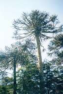 Image of Monkey Puzzle