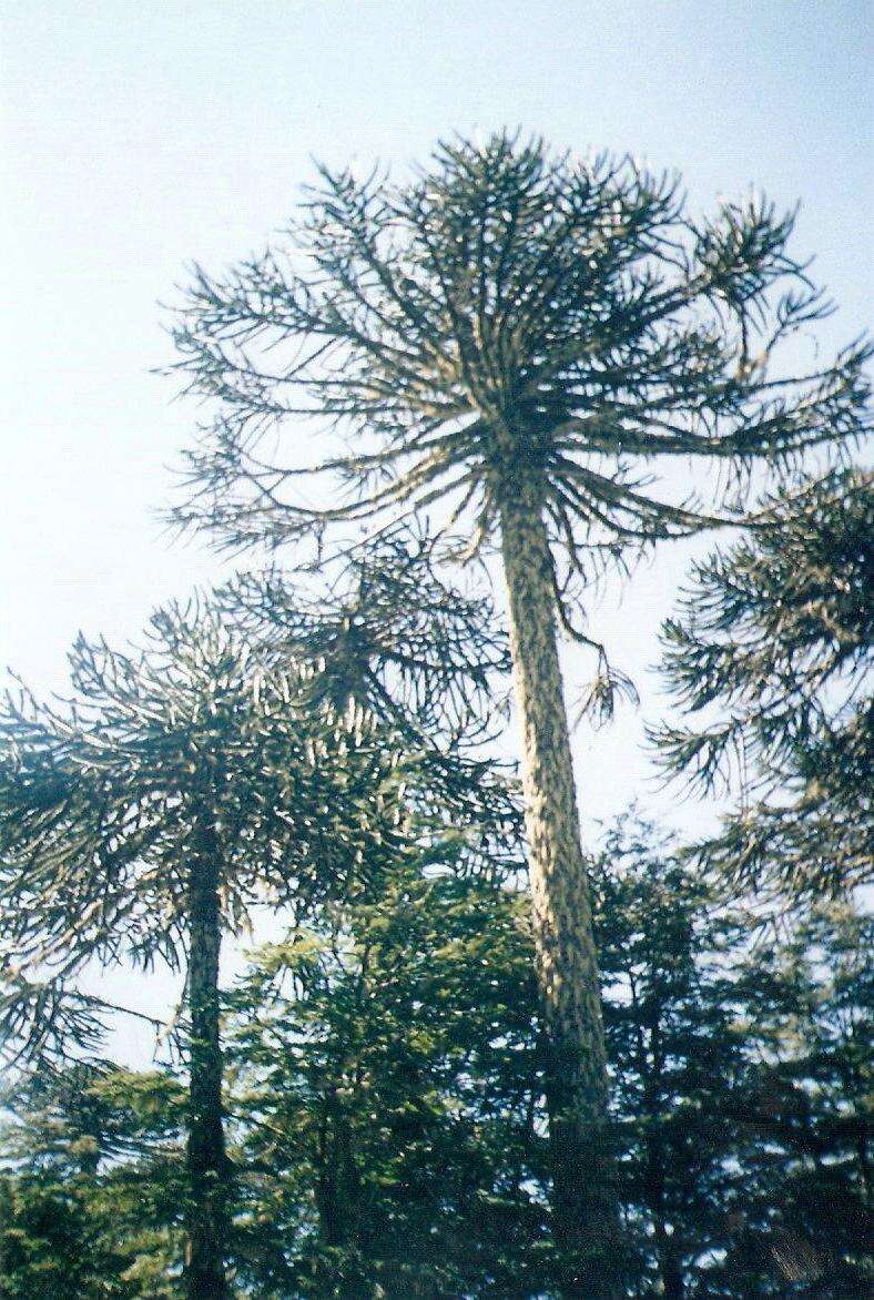 Слика од Araucaria araucana (Molina) K. Koch