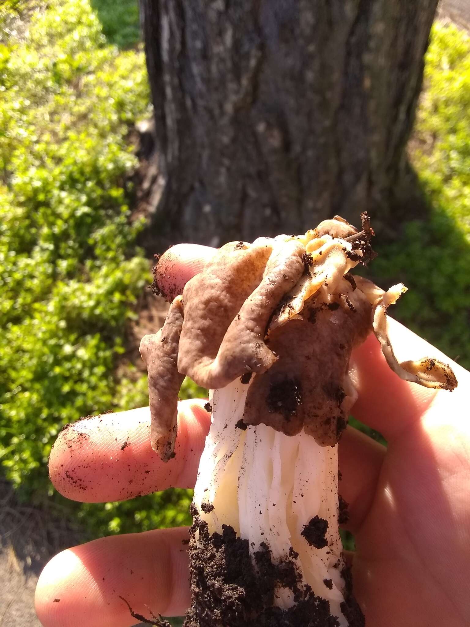 Image of Helvella maculata N. S. Weber 1975