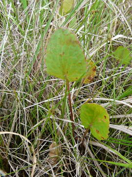 Image of Stiff Spadeleaf