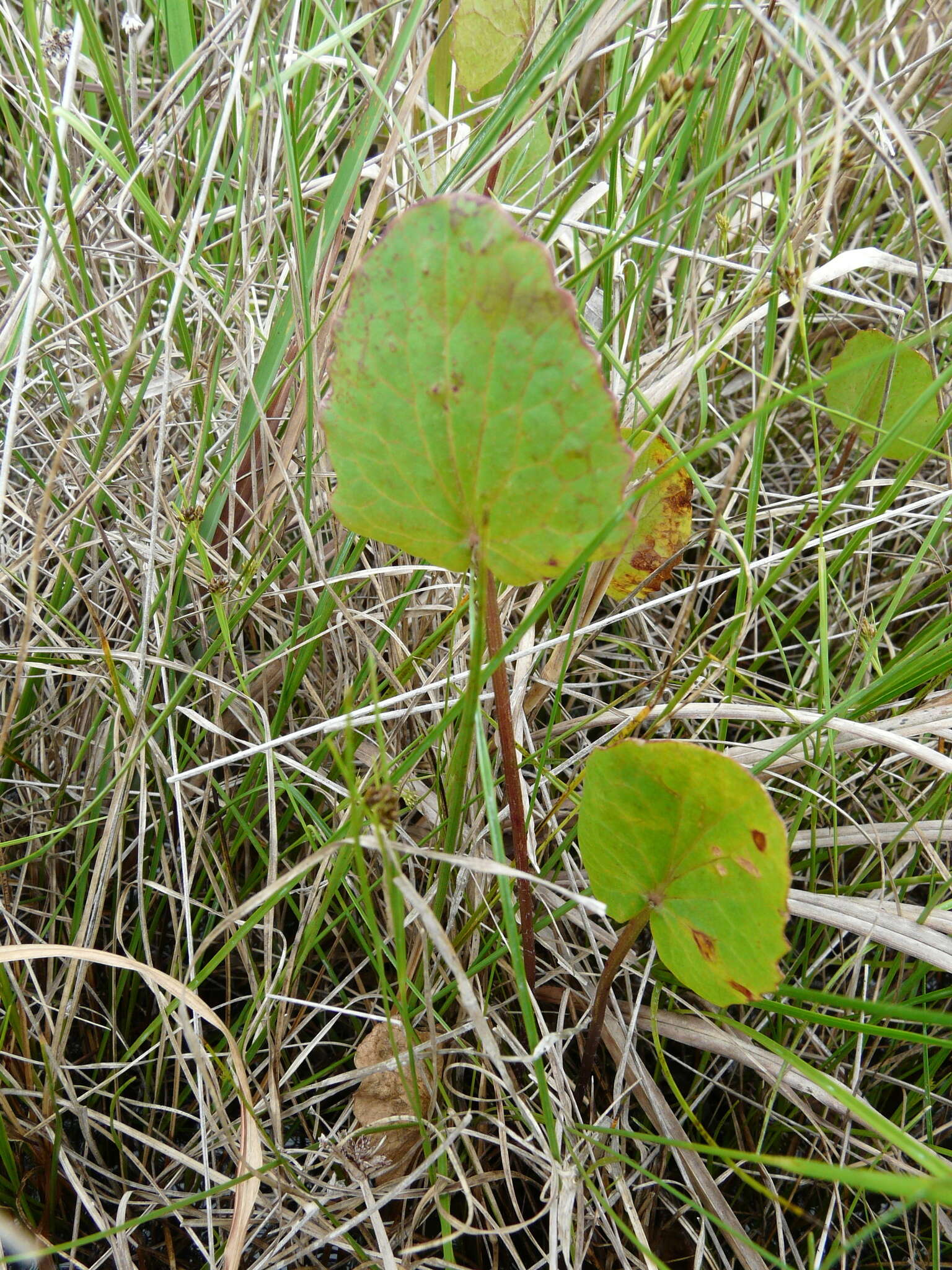 Image of Stiff Spadeleaf