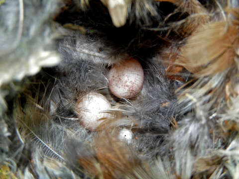 Image of bushtits