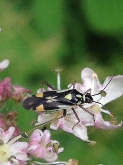 Image of Grypocoris stysi (Wagner 1968)